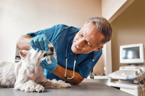 Best Walk-In Emergency Dentist in Bonney Lake, WA